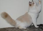 Erik - Ragdoll Cat For Sale - Shippensburg, PA, US