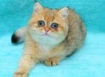 Jennifer - British Shorthair Cat For Sale - NY, US