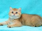 John - British Shorthair Kitten For Sale - NY, US