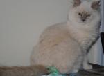 Alice - Ragdoll Cat For Sale - Shippensburg, PA, US