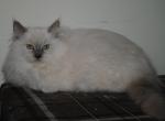 Aslan - Ragdoll Cat For Sale - Shippensburg, PA, US