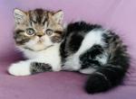 Roxy - Exotic Kitten For Sale - Philadelphia, PA, US