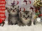 88 Percent British Shorthair Munchkin Kittens - Munchkin Kitten For Sale - 