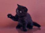 Bentley - British Shorthair Cat For Sale - Indianapolis, IN, US