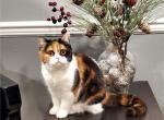 Chloe - Scottish Straight Cat For Sale - Bonney Lake, WA, US