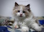 Jasmine - Ragdoll Cat For Sale - Tuscaloosa, AL, US