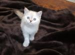 Blaze - Ragdoll Kitten For Sale - Dallas, TX, US