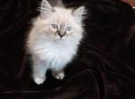 Leo - Ragdoll Kitten For Sale - Dallas, TX, US