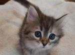 Lily - Himalayan Kitten For Sale - Dallas, TX, US