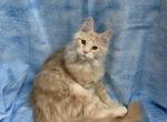 TICA Male - Maine Coon Kitten For Sale - Waterloo, IN, US