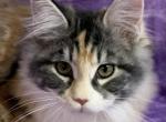 TICA female silver torbie - Maine Coon Kitten For Sale - Waterloo, IN, US