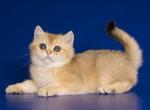 Arsa ny 11 black golden shaded british shorthair - British Shorthair Cat For Sale - CA, US