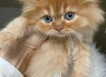 Red ticked boy - Scottish Fold Kitten For Sale - Sun City Center, FL, US