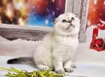 Jerome scottish fold color point with blue eyes - Scottish Fold Cat For Sale - CA, US