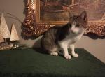 Talia - Manx Cat For Adoption - Covington, KY, US