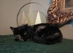 Brookie - Domestic Cat For Adoption - Covington, KY, US