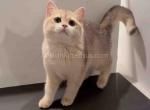 Los Angeles Aiko blue golden shaded british ay 11 - British Shorthair Cat For Sale - CA, US