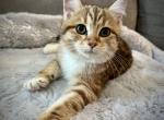 Elena - Siberian Kitten For Sale - Ooltewah, TN, US