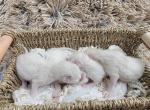 Kittens for sale - Ragdoll Kitten For Sale - Detroit Lakes, MN, US