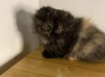 Calico Scottish kilt - Munchkin Kitten For Sale - Coshocton, OH, US