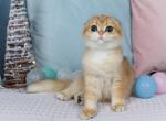 Gerald - Scottish Fold Cat For Sale - Brooklyn, NY, US