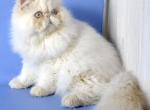 Alex - Persian Cat For Sale - Brooklyn, NY, US