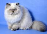 Aisha - Persian Cat For Sale - Brooklyn, NY, US