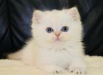 Bentley - British Shorthair Cat For Sale - Brooklyn, NY, US