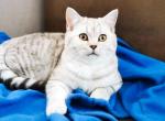 Whiskas model Kira gorgerous silver spotted tabby - Scottish Straight Cat For Sale - Houston, TX, US