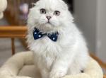 Max - Scottish Fold Cat For Sale - Vancouver, WA, US