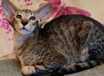 Vivaldi - Oriental Cat For Sale - Norwalk, CT, US