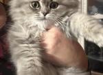 Simba - British Shorthair Cat For Sale - Hershey, PA, US