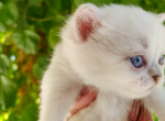 Blue Eyes 1 - Scottish Fold Kitten For Sale - Huntington Beach, CA, US