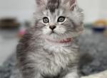 Siberias - Maine Coon Cat For Sale - Boerne, TX, US