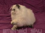 Meet Charlie Brown's Sweetheart - Himalayan Kitten For Sale - Marietta, GA, US