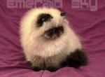 Charlie Brown is VERY handsome - Himalayan Kitten For Sale - 