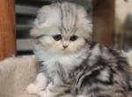 Gerta - Scottish Fold Cat For Sale - Philadelphia, PA, US