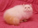 RARE RARE RARE CFA TORTIE Point Himalayan MALE - Himalayan Cat For Sale - Marietta, GA, US