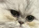 CFA SilverShaded Duke - Persian Cat For Sale - 