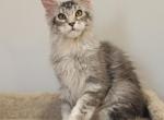 Damian - Maine Coon Kitten For Sale - NY, US