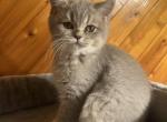 Sarafina - British Shorthair Cat For Sale - Hershey, PA, US