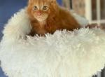 Red pure Main Coon - Maine Coon Cat For Sale - FL, US