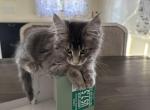 Marshmallow - Maine Coon Cat For Sale - Westfield, MA, US