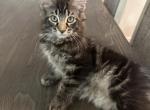 Addison - Maine Coon Kitten For Sale - Westfield, MA, US