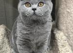 Terry Bear - British Shorthair Cat For Sale - WA, US