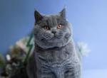 Leo - British Shorthair Cat For Sale - WA, US