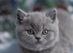 Sage - British Shorthair Kitten For Sale - WA, US