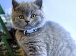 Prince - British Shorthair Kitten For Sale - WA, US