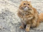 queen - Persian Cat For Sale - Mason, OH, US