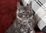 Bluey - Maine Coon Cat For Sale - New Park, PA, US